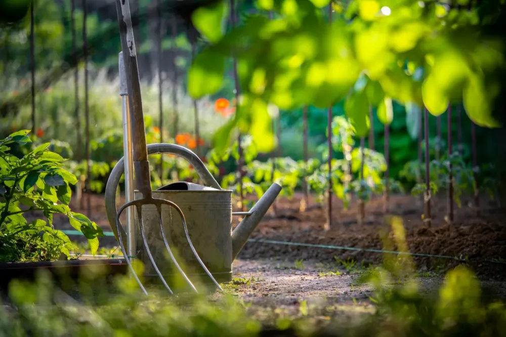Jardin collectif à Lyon